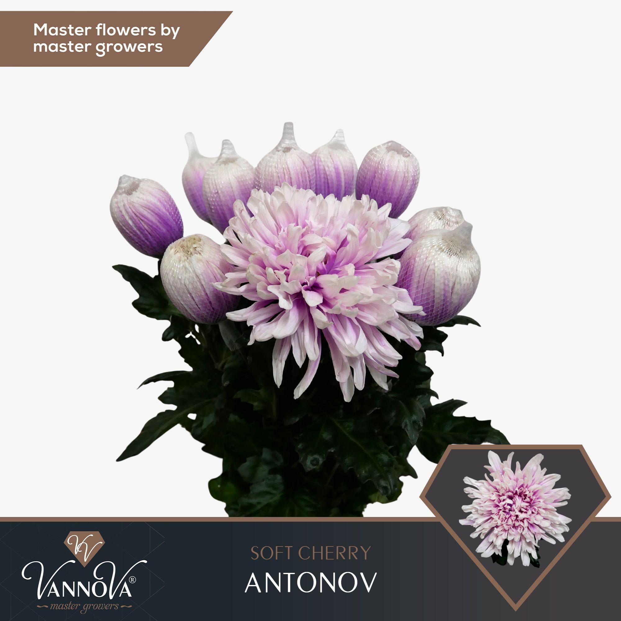 Срезанные цветы оптом Chrys bl paint antonov soft cherry от 20шт из Голландии с доставкой по России