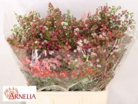 Срезанные цветы оптом Chamelaucium my sweet 16 от 25шт из Голландии с доставкой по России