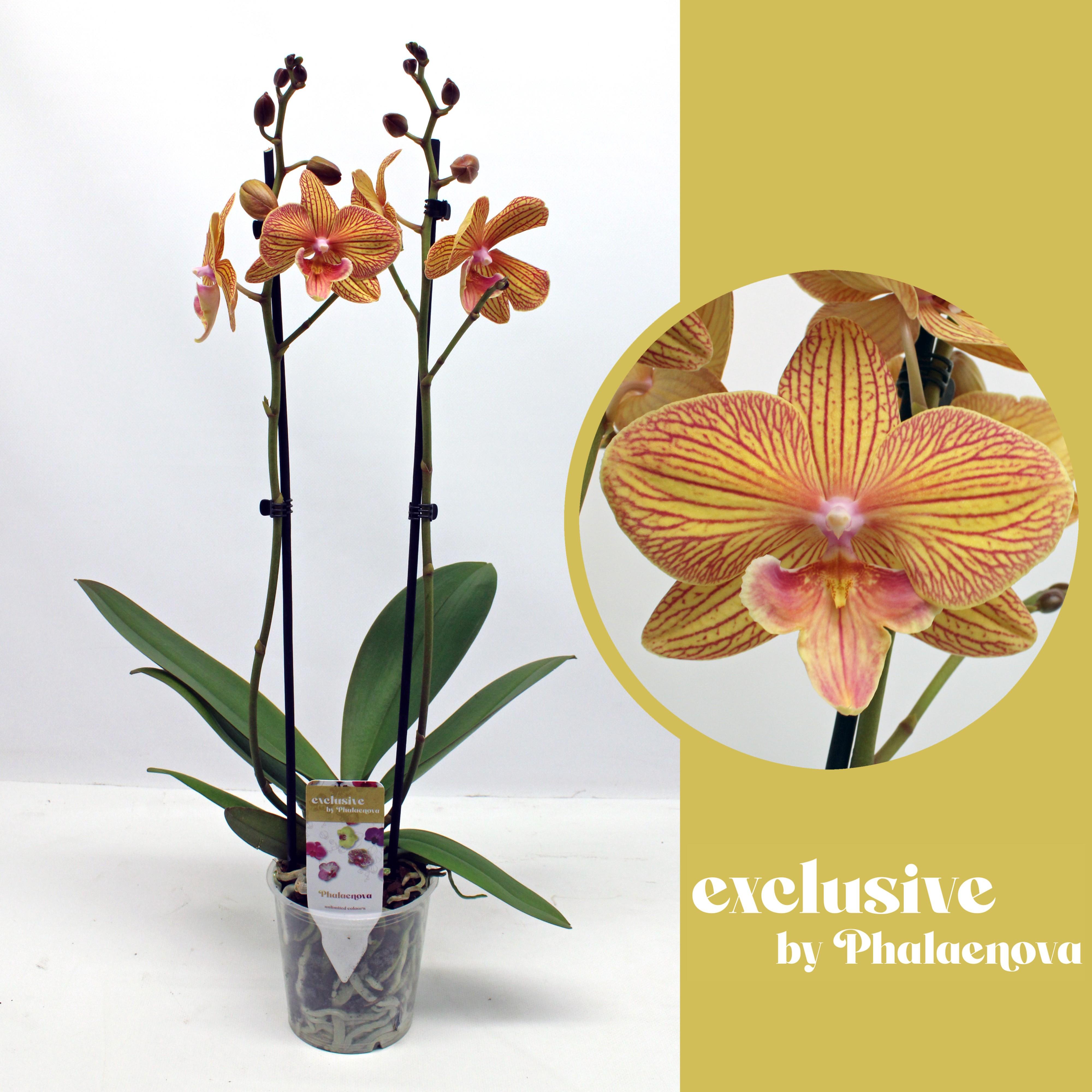 Горшечные цветы и растения оптом Phal 2st Nastasia (phalaenova) от 10шт из Голландии с доставкой по России