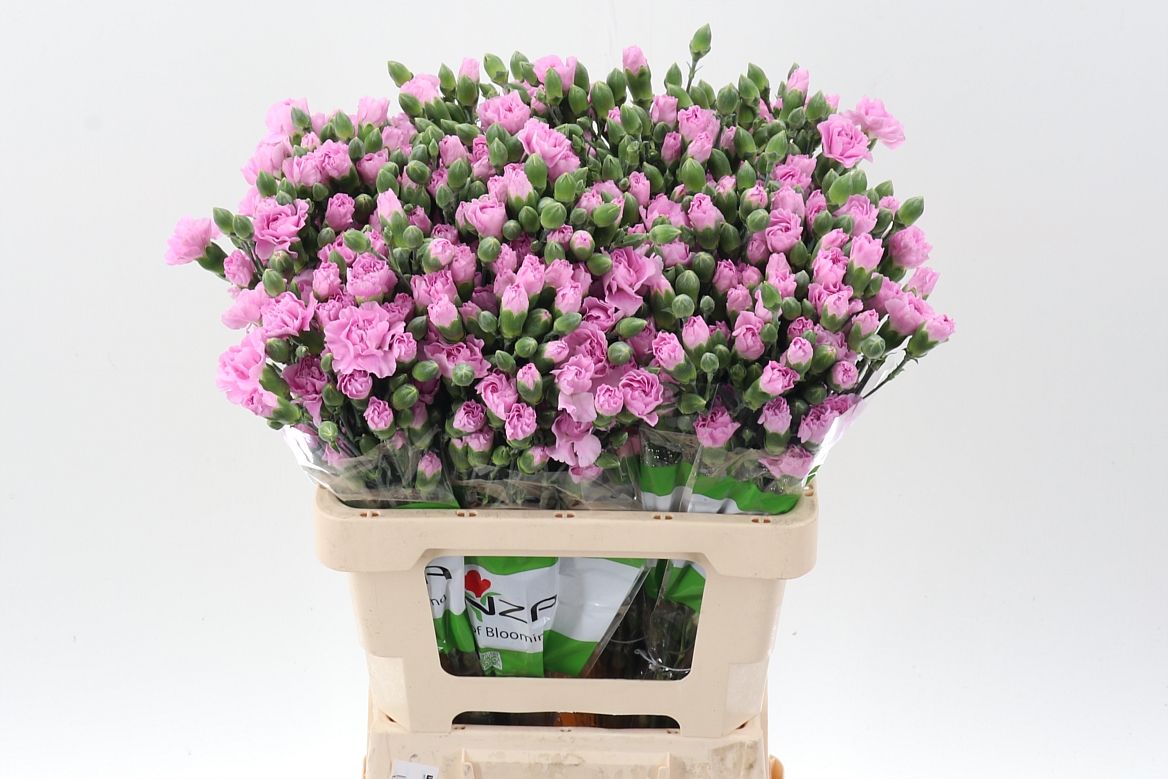 Срезанные цветы оптом Dianthus sp mao от 100шт из Голландии с доставкой по России