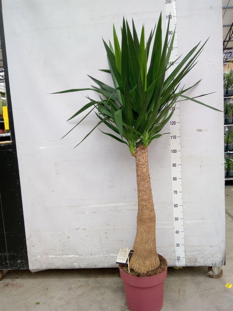 Горшечные цветы и растения оптом Yucca Elephantipes   ... от 1шт из Голландии с доставкой по России