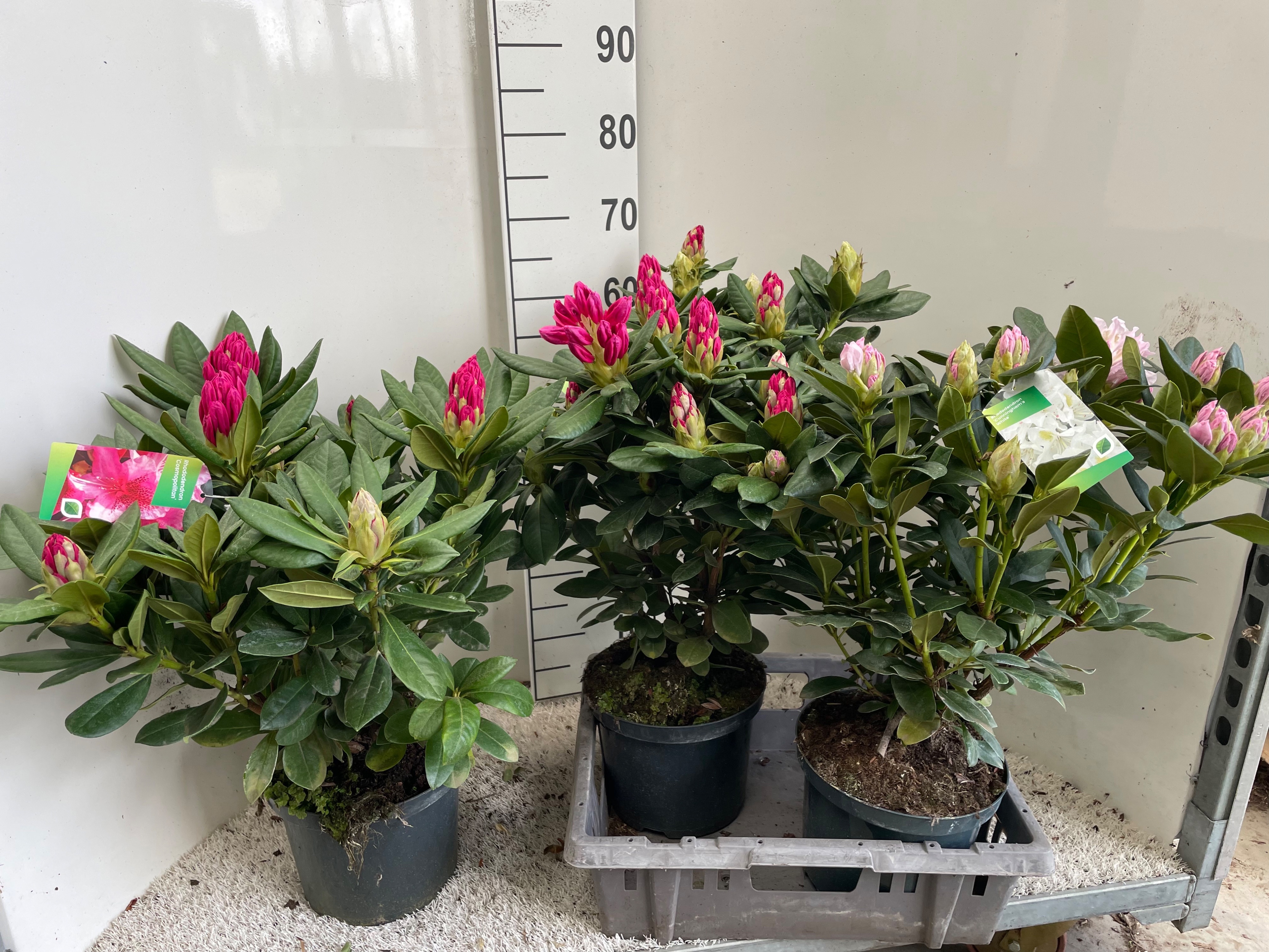 Горшечные цветы и растения оптом Rhod Po Ov от 3шт из Голландии с доставкой по России