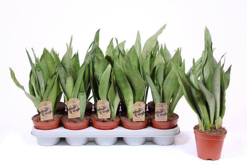 Горшечные цветы и растения оптом Sansevieria Moonshine от 10шт из Голландии с доставкой по России
