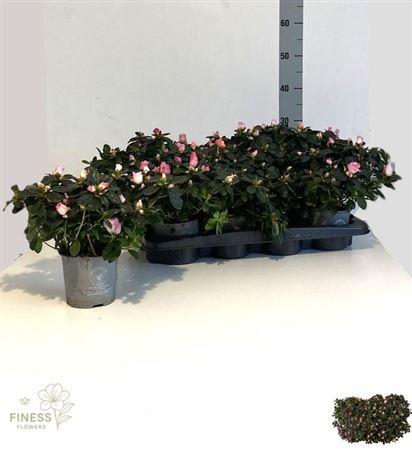 Горшечные цветы и растения оптом Azalea Mix от 8шт из Голландии с доставкой по России