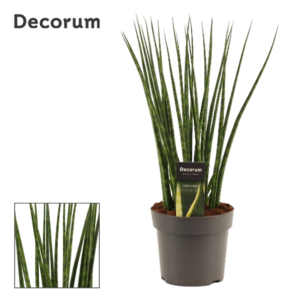 Горшечные цветы и растения оптом Sansevieria Fernwood (decorum) от 4шт из Голландии с доставкой по России