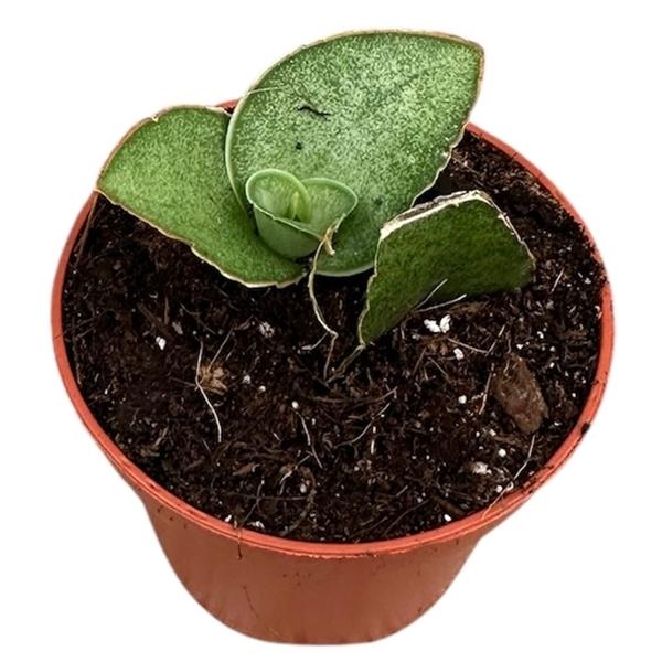 Горшечные цветы и растения оптом Sansevieria Tower Gray от 1шт (для телеги) из Голландии с доставкой по России