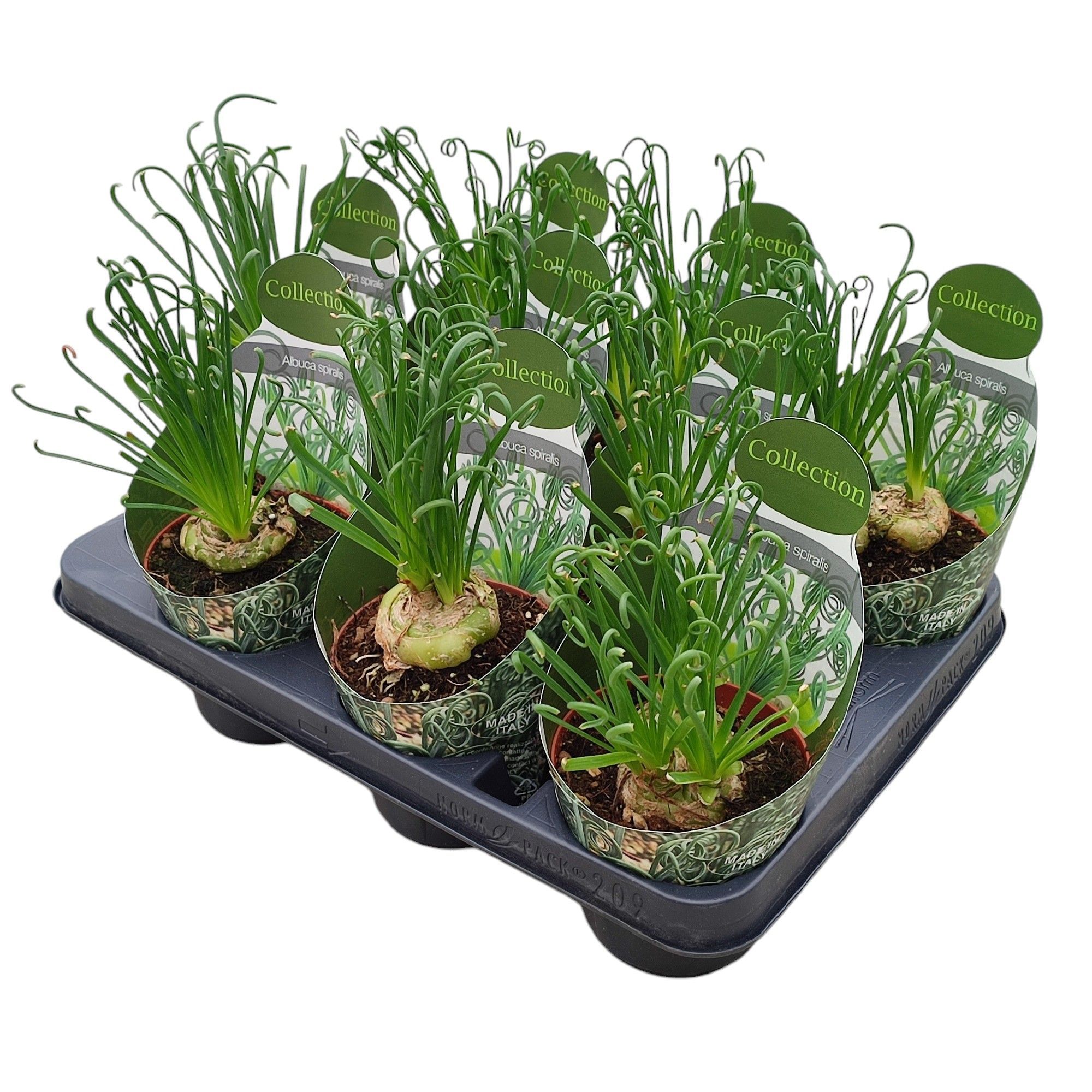 Горшечные цветы и растения оптом Albuca Spiralis Potcover от 9шт из Голландии с доставкой по России