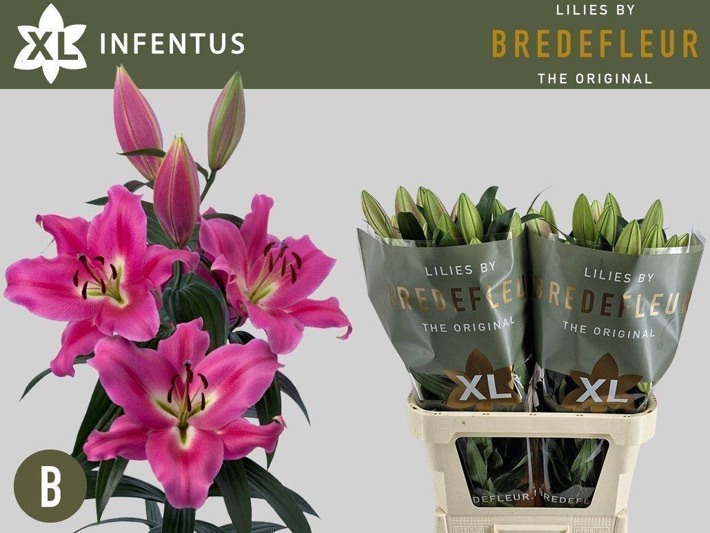 Срезанные цветы оптом Lilium infentus от 40шт из Голландии с доставкой по России