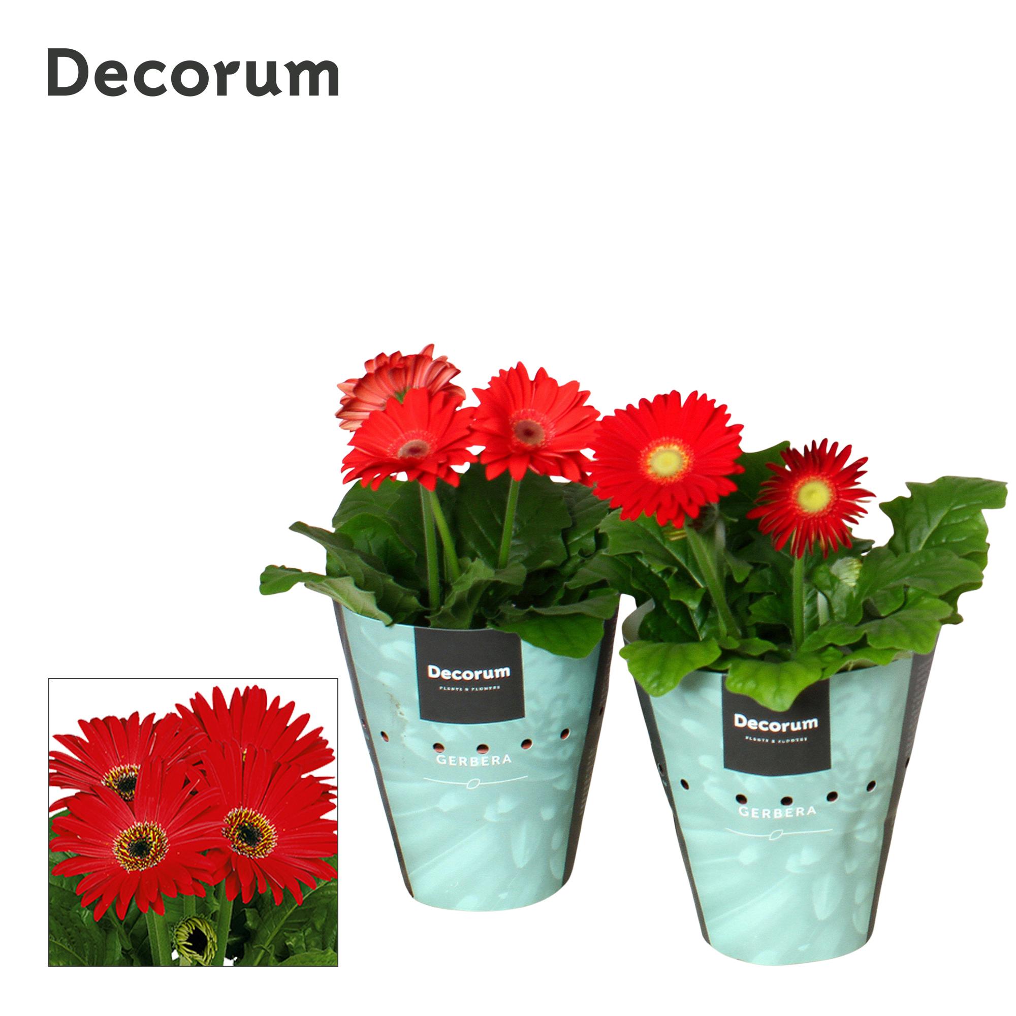 Горшечные цветы и растения оптом Gerbera Red 2+ Potcover (decorum) от 9шт (для телеги) из Голландии с доставкой по России