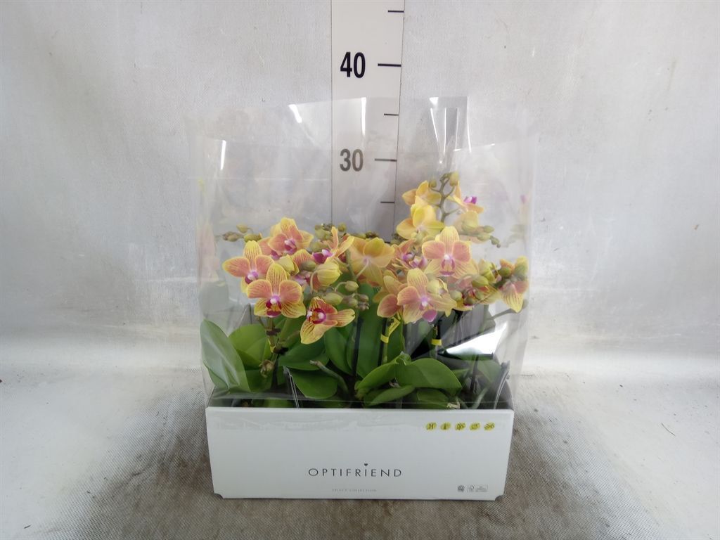 Горшечные цветы и растения оптом Phalaenopsis Multi.   ...orange от 8шт из Голландии с доставкой по России