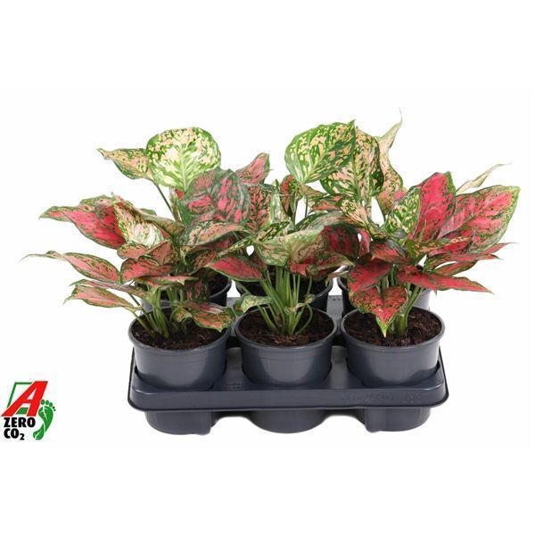 Горшечные цветы и растения оптом Aglaonema Red Valentine от 6шт из Голландии с доставкой по России