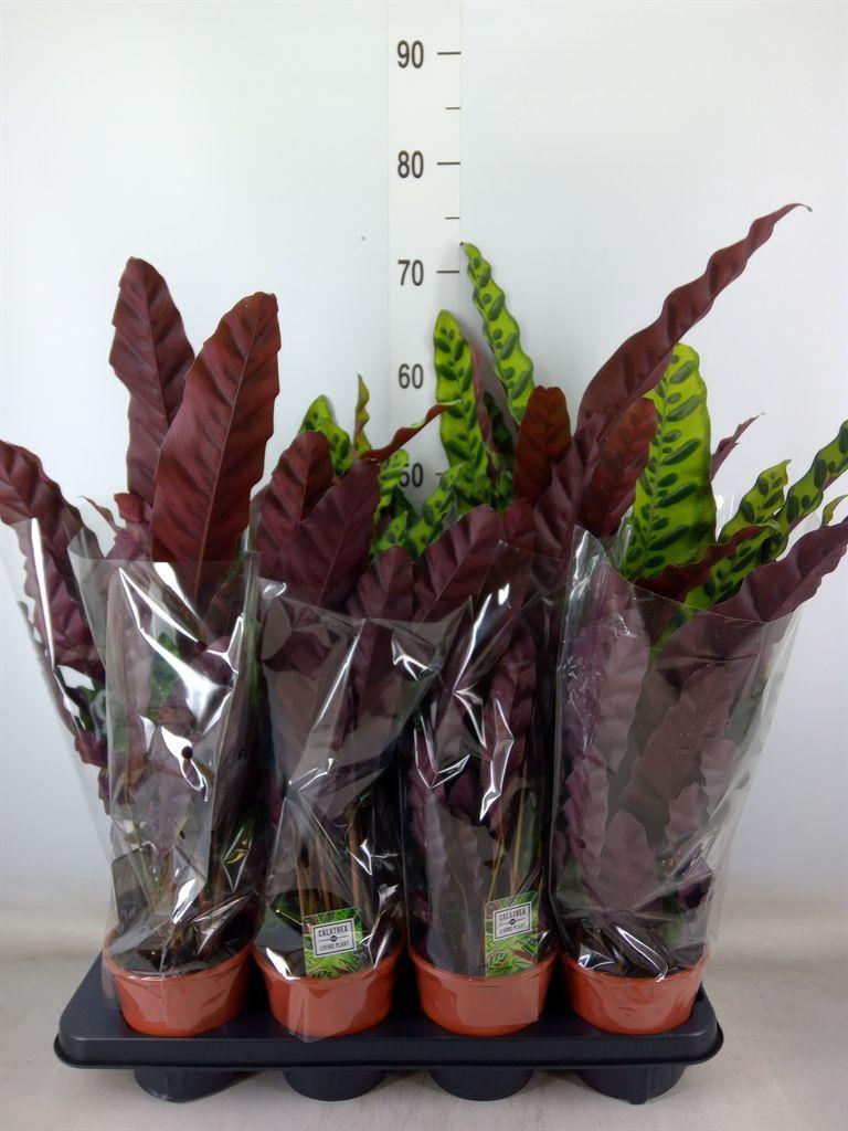 Горшечные цветы и растения оптом Calathea Lancifolia от 8шт из Голландии с доставкой по России