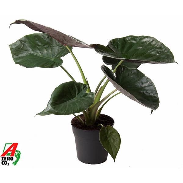 Горшечные цветы и растения оптом Alocasia Wentii от 1шт (для телеги) из Голландии с доставкой по России