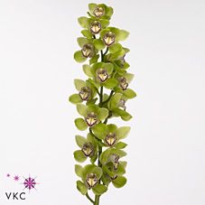 Срезанные цветы оптом Cymbidium green mrs robin hood от 12шт. из Голландии с доставкой по России