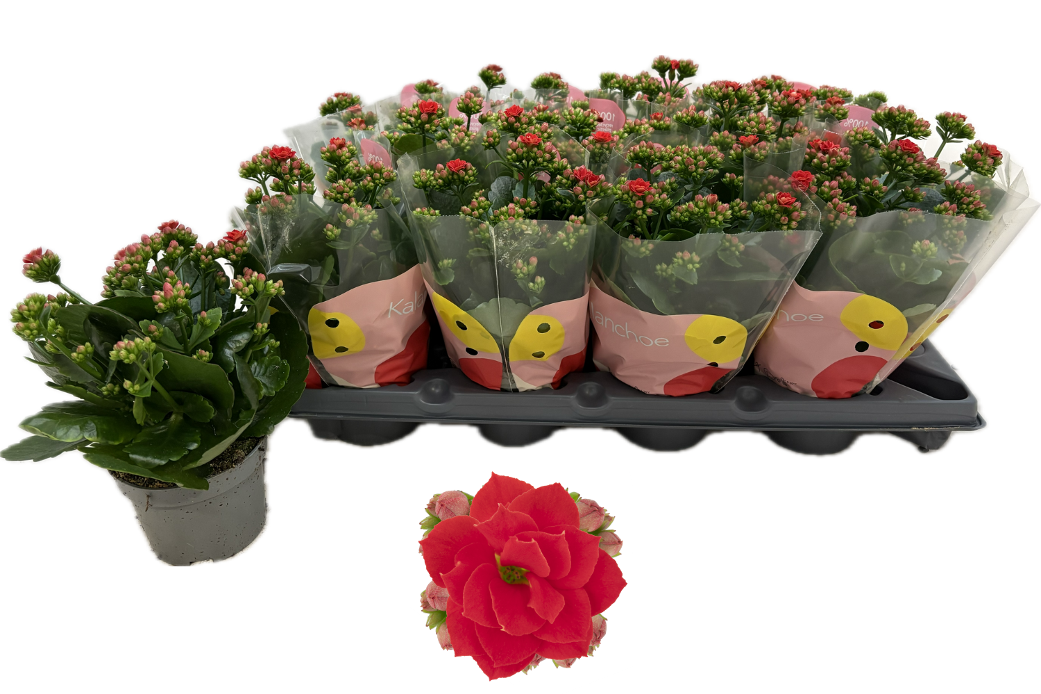 Горшечные цветы и растения оптом Kal Ge Rf Noelle от 12шт из Голландии с доставкой по России