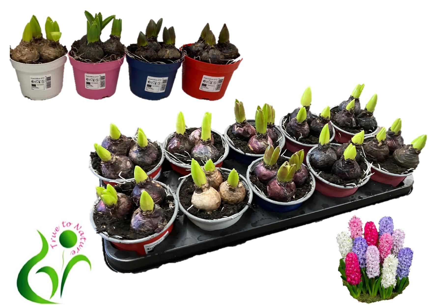 Горшечные цветы и растения оптом Hyacin Gem 4 Kl от 10шт из Голландии с доставкой по России