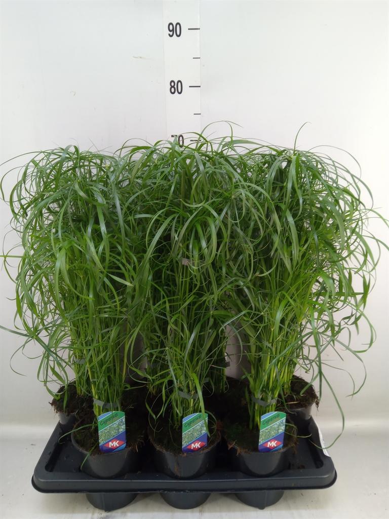 Горшечные цветы и растения оптом Cyperus Alternifolius от 7шт из Голландии с доставкой по России