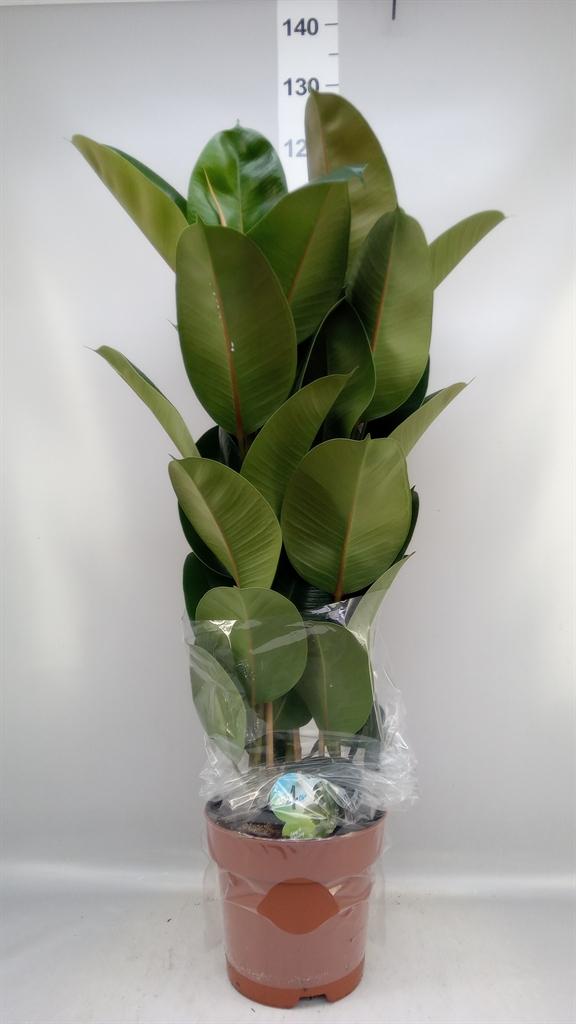 Горшечные цветы и растения оптом Ficus Elastica robusta от 1шт из Голландии с доставкой по России