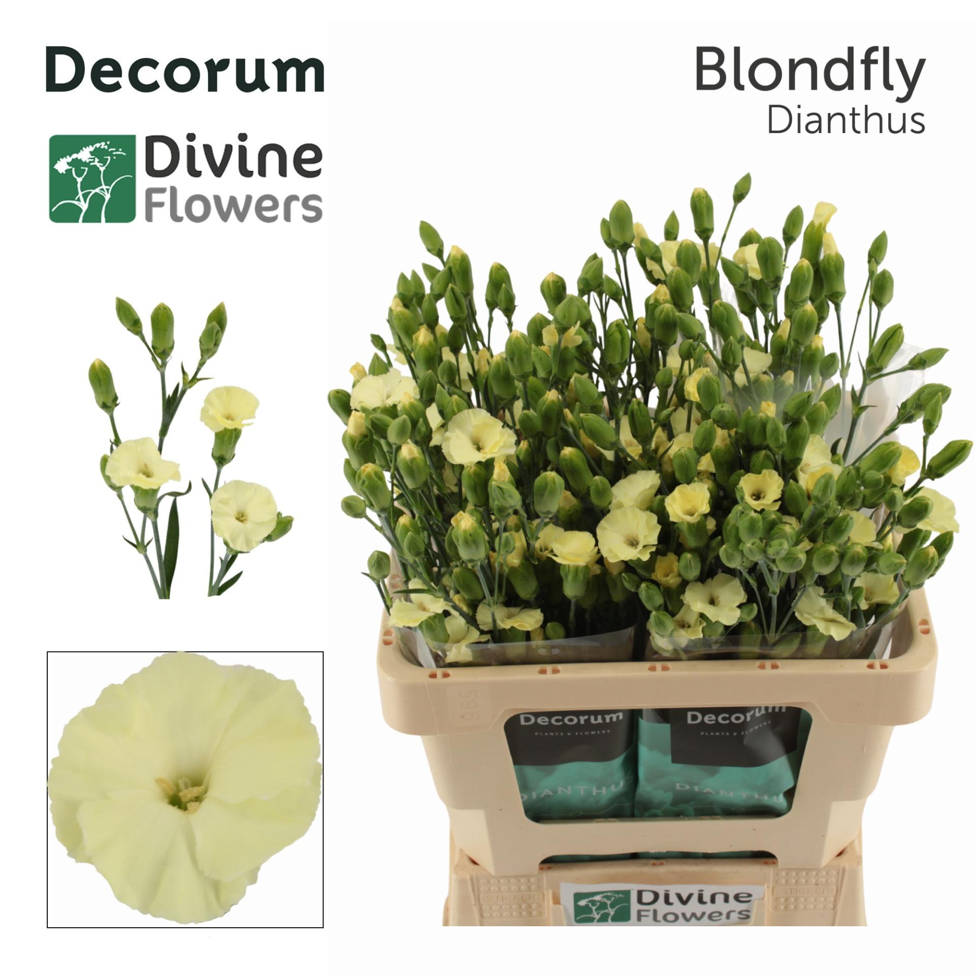 Срезанные цветы оптом Dianthus sp solandis blondfly от 60шт из Голландии с доставкой по России