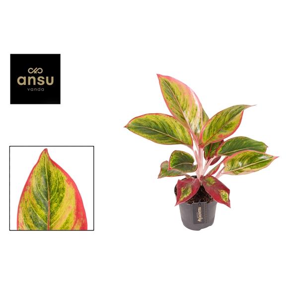 Горшечные цветы и растения оптом Aglaonema Jamaica Red от 6шт из Голландии с доставкой по России
