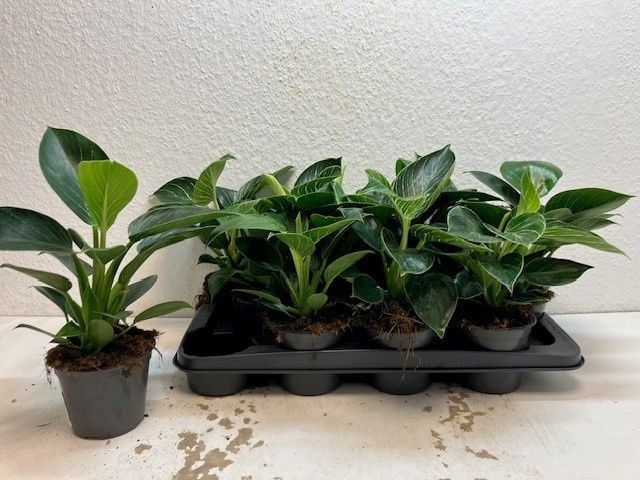 Горшечные цветы и растения оптом Phil Birkin от 12шт из Голландии с доставкой по России