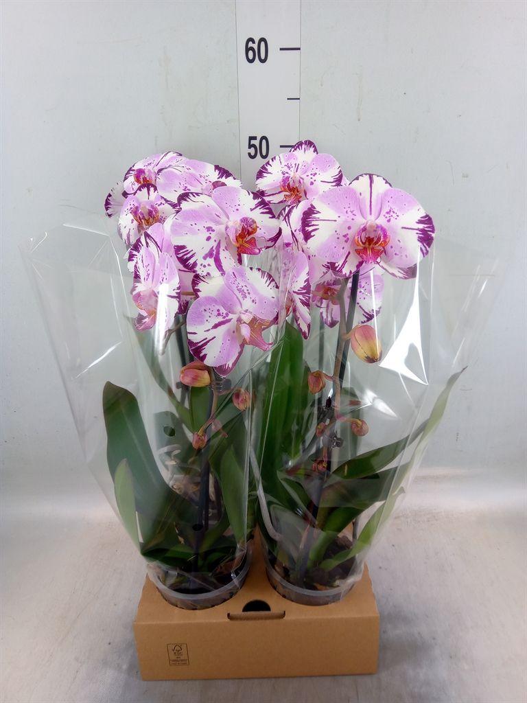 Горшечные цветы и растения оптом Phal Elegant Cascade от 4шт' из Голландии с доставкой по России