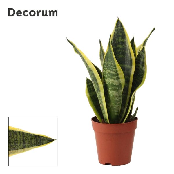 Горшечные цветы и растения оптом Sansevieria Superba (decorum) от 18шт из Голландии с доставкой по России