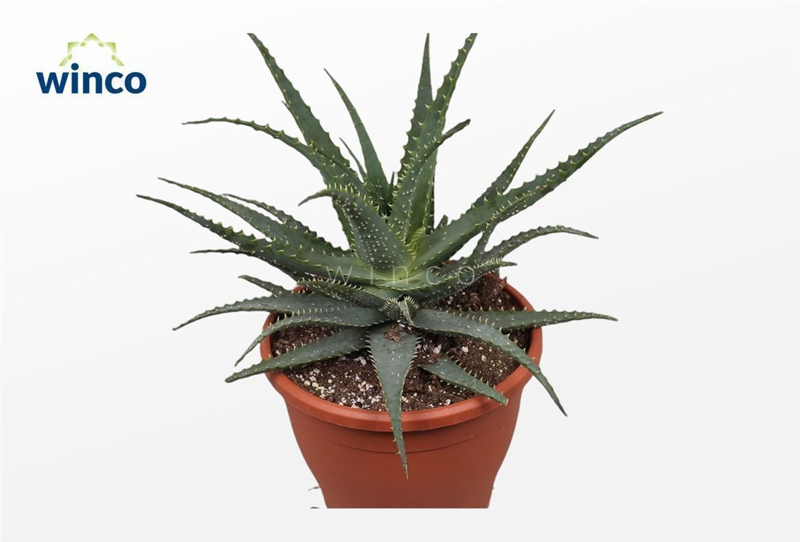 Горшечные цветы и растения оптом Aloe Arborescens от 2шт из Голландии с доставкой по России