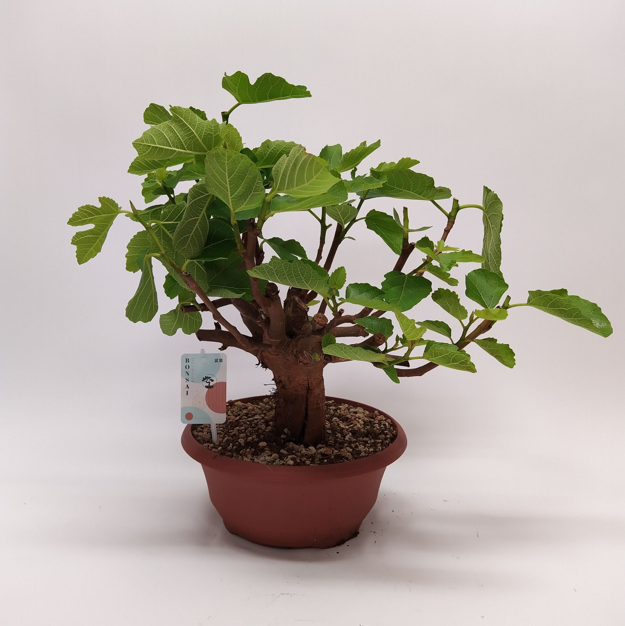 Горшечные цветы и растения оптом Bonsai Ficus Carica Outdoor от 1шт из Голландии с доставкой по России