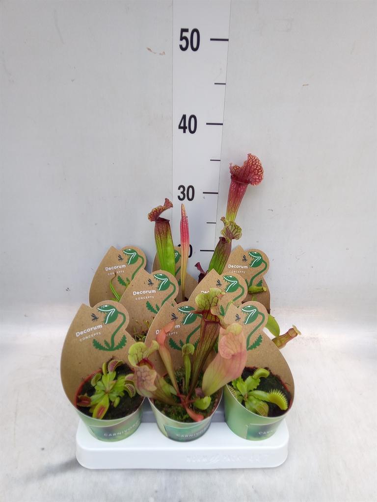 Горшечные цветы и растения оптом Vleesetende Planten от 8шт (для телеги) из Голландии с доставкой по России