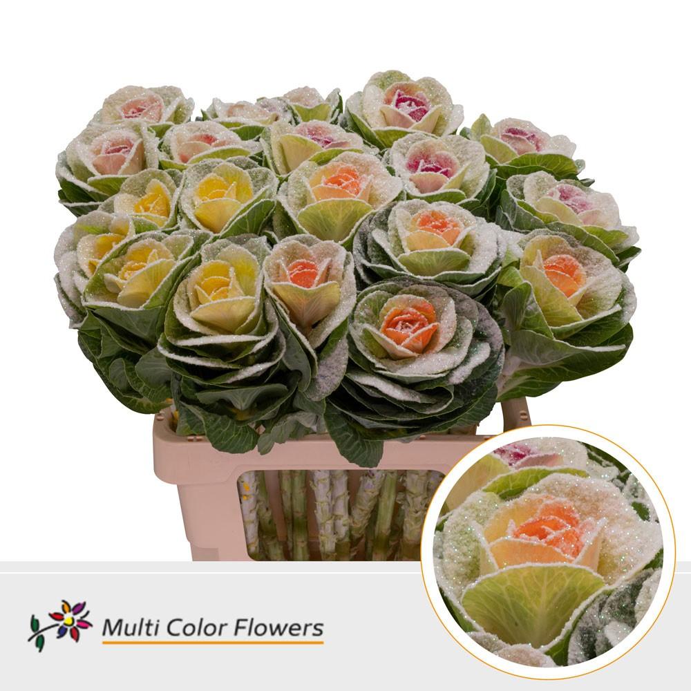 Срезанные цветы оптом Brassica paint marshmallow mix от 20шт из Голландии с доставкой по России