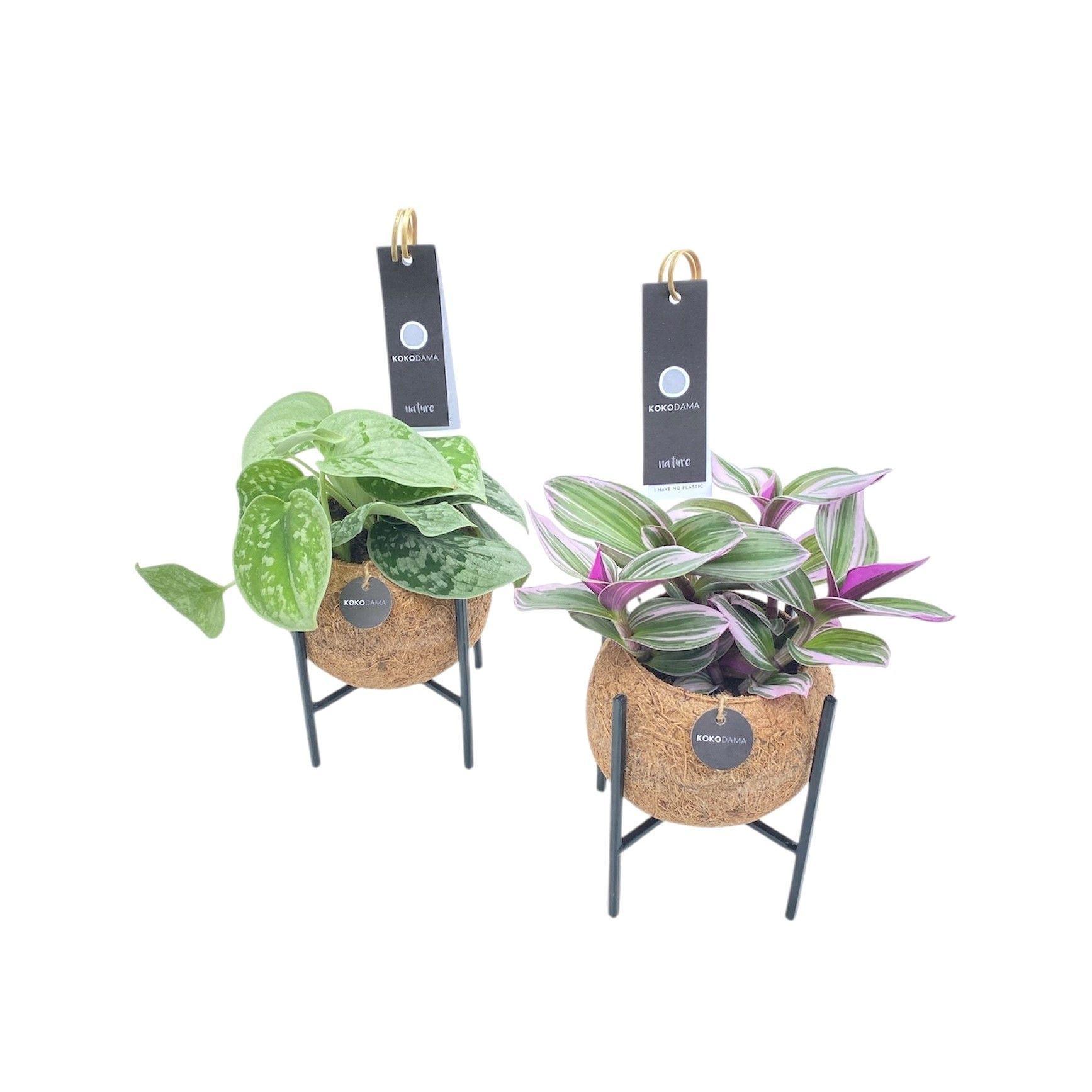 Горшечные цветы и растения оптом Kamerpl Gem Gr 3 Srt от 10шт из Голландии с доставкой по России