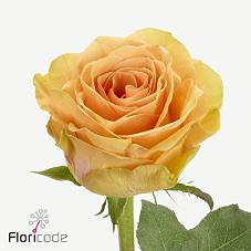 Срезанные цветы оптом Rosa large milan от 60шт из Голландии с доставкой по России