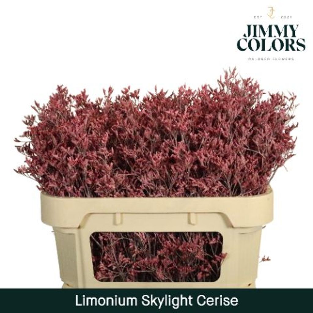 Срезанные цветы оптом Limonium paint cerise от 25шт из Голландии с доставкой по России