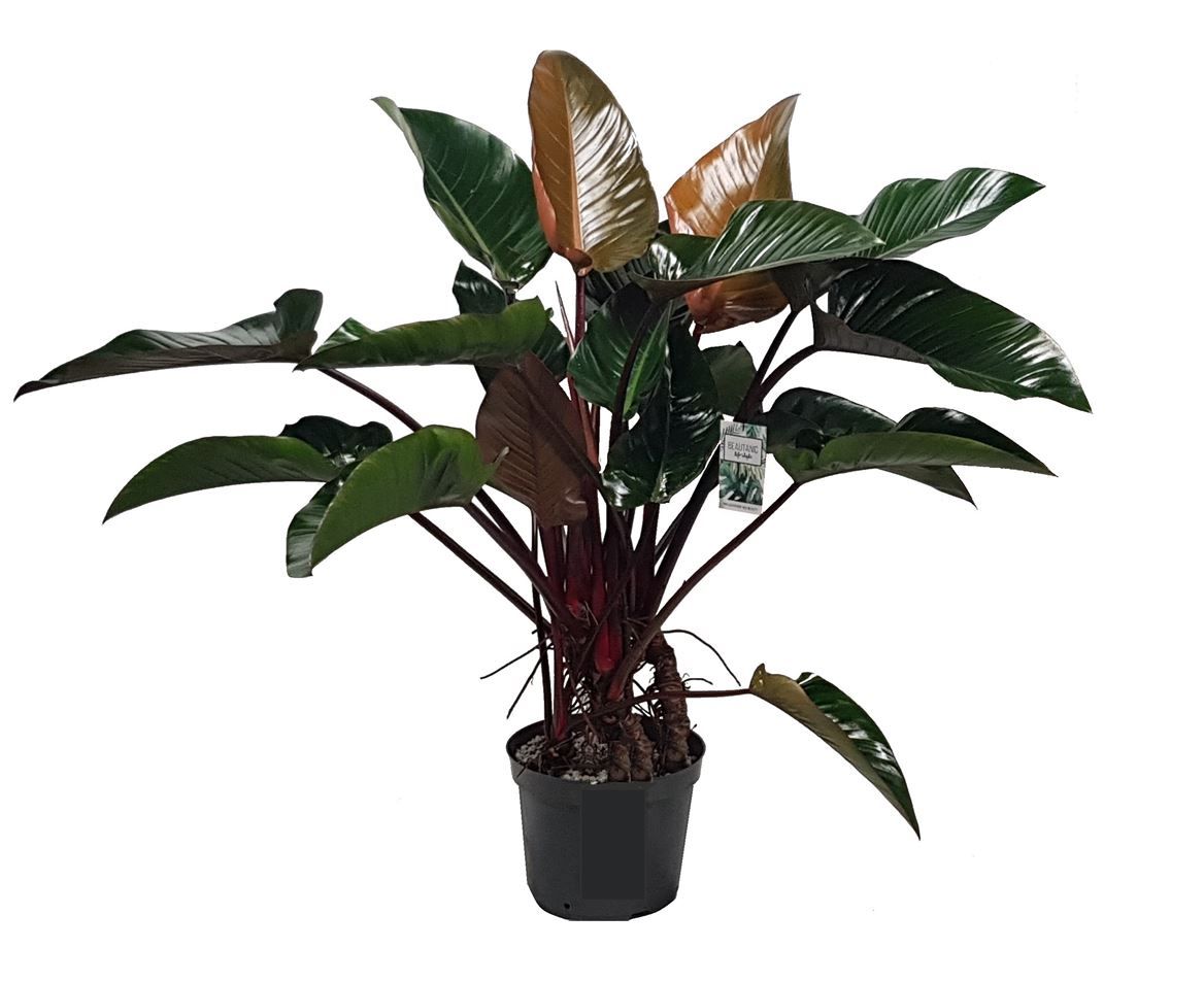 Горшечные цветы и растения оптом Philodendron Red Beauty от 1шт из Голландии с доставкой по России