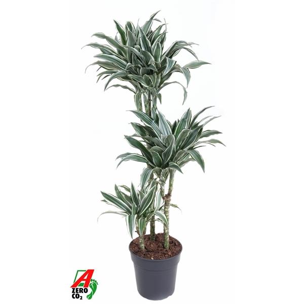 Горшечные цветы и растения оптом Drac White Bird 60-30-15 от 1шт из Голландии с доставкой по России