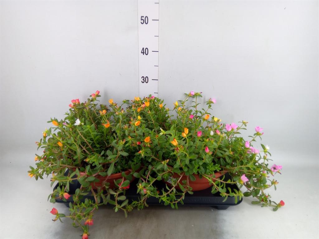 Горшечные цветы и растения оптом Portulaca   ... от 2шт из Голландии с доставкой по России