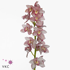 Срезанные цветы оптом Cymbidium pink vivien от 4шт из Голландии с доставкой по России