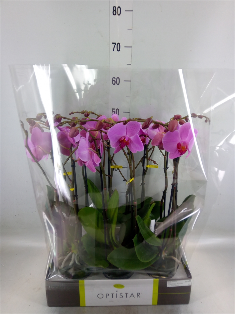 Горшечные цветы и растения оптом Phalaenopsis   ...rose от 6шт из Голландии с доставкой по России