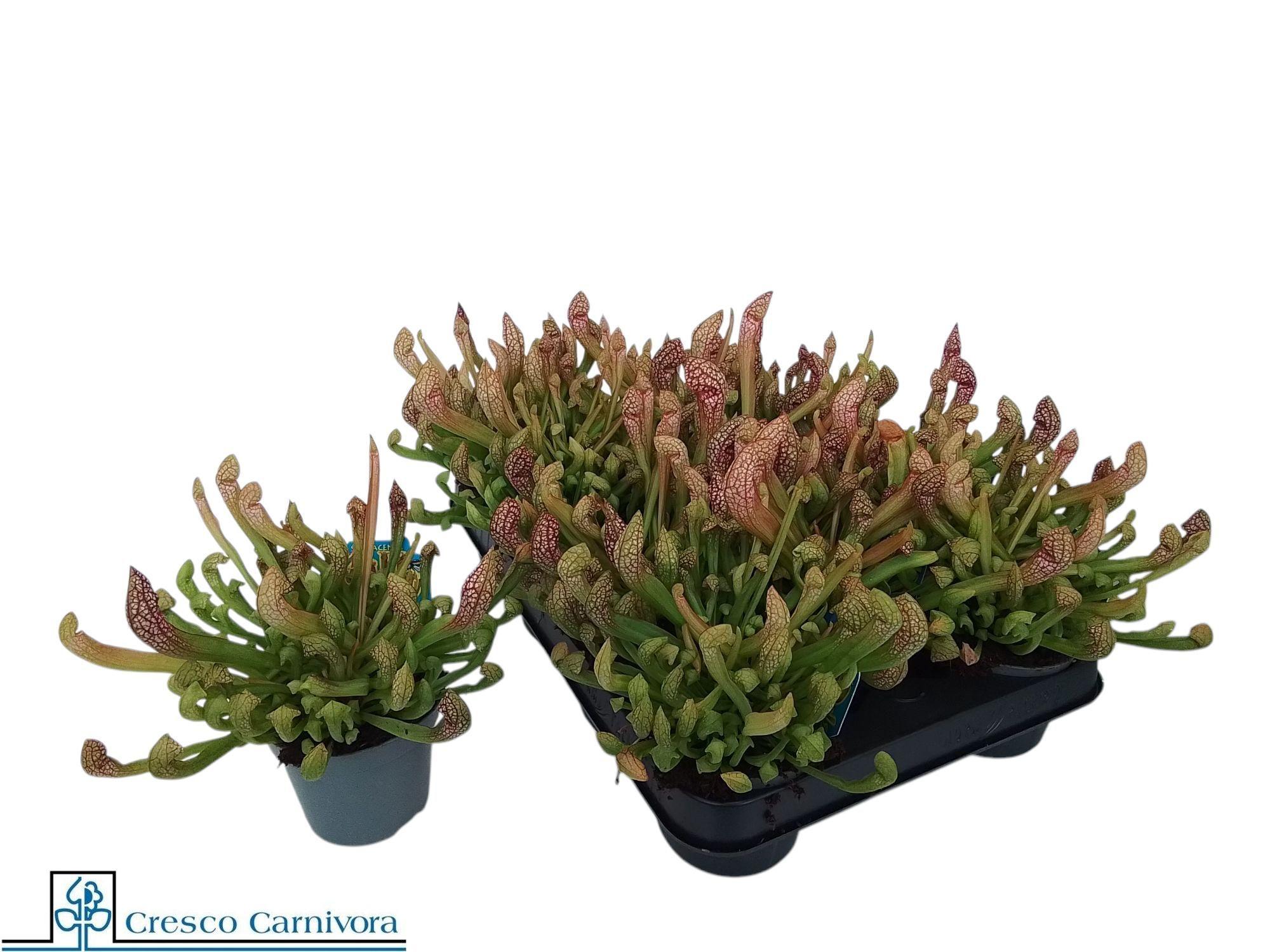 Горшечные цветы и растения оптом Sarracenia Ov от 12шт (для телеги) из Голландии с доставкой по России