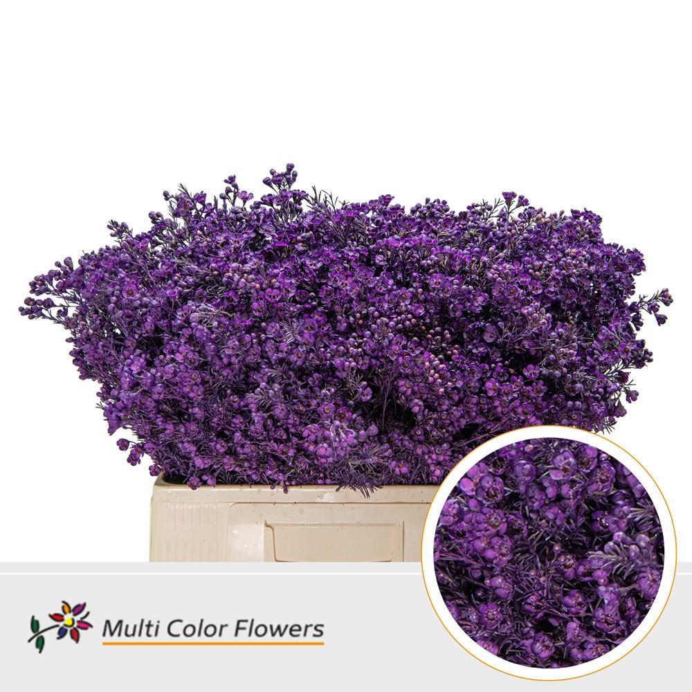 Срезанные цветы оптом Chamelaucium paint lilac dark от 100шт из Голландии с доставкой по России