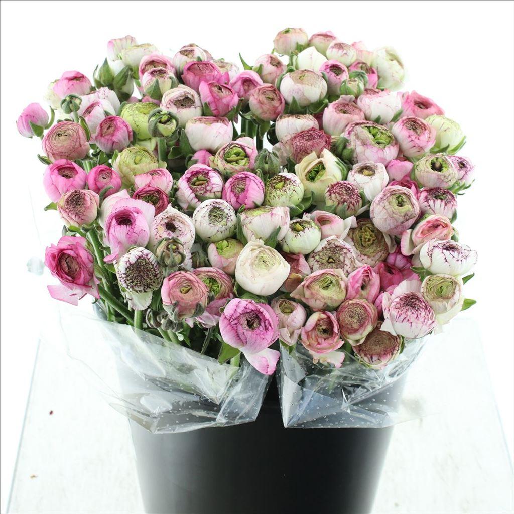 Срезанные цветы оптом Ranunculus elegance pink stripes от 100шт из Голландии с доставкой по России