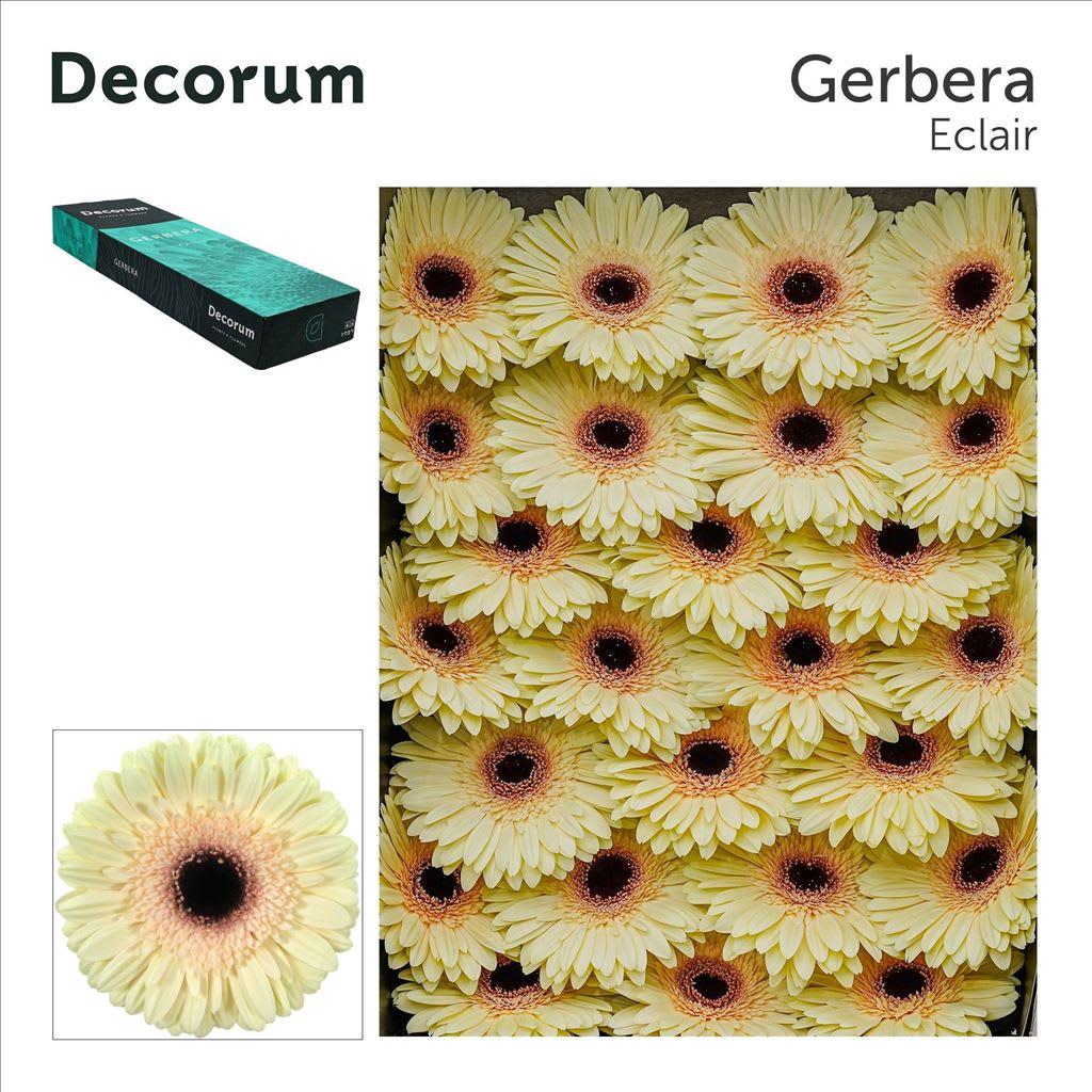 Срезанные цветы оптом Gerbera eclair от 50шт из Голландии с доставкой по России