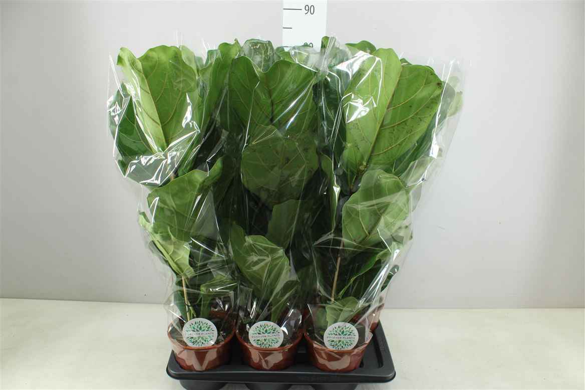 Горшечные цветы и растения оптом Ficus Lyrata 1pp от 6шт из Голландии с доставкой по России