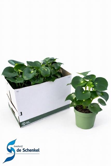 Горшечные цветы и растения оптом Pep Polybot Raindrop от 3шт из Голландии с доставкой по России