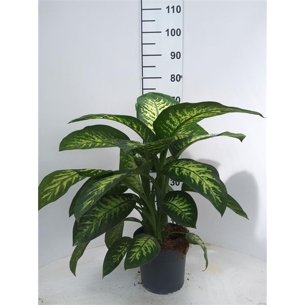 Горшечные цветы и растения оптом Dieffenbachia Tropic Snow 3pp от 1шт из Голландии с доставкой по России