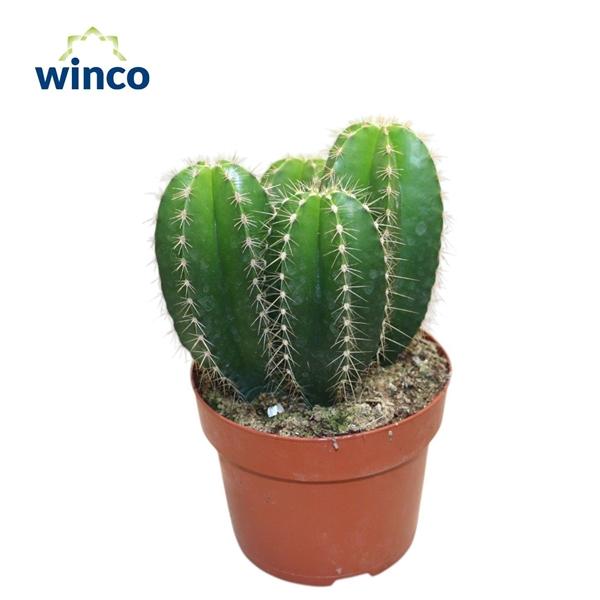 Горшечные цветы и растения оптом Isolatocereus Dumorteri от 6шт из Голландии с доставкой по России