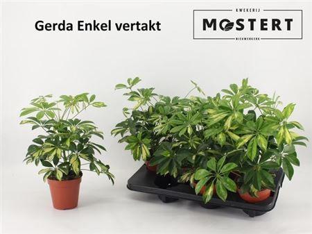 Горшечные цветы и растения оптом Schefflera Gerda Branched от 6шт из Голландии с доставкой по России
