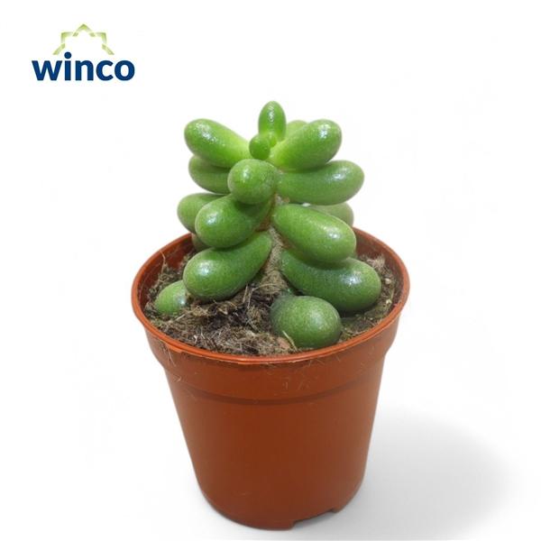 Горшечные цветы и растения оптом Sedum Hernandezii от 20шт (для телеги) из Голландии с доставкой по России