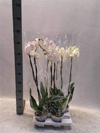 Горшечные цветы и растения оптом Phal Ov Wit 2 Branche 21+ от 4шт из Голландии с доставкой по России
